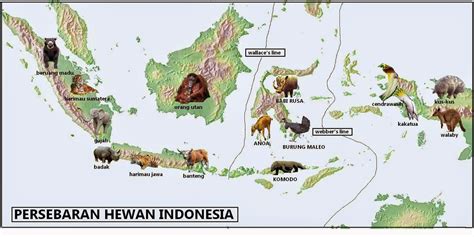 peta persebaran fauna  indonesia