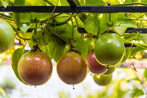 Passion Fruit Nutrition And Benefits Fresh Exotic