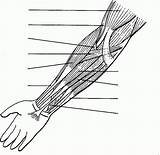 Coloringhome Anatomie Humain Anatomia Musculos Brazo Anatomía Nervioso Humana Fisioterapia Masaje Medicina Skeletal Charisse sketch template