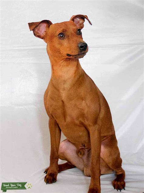 stud dog stag red pure bred miniature pinscher breed  dog