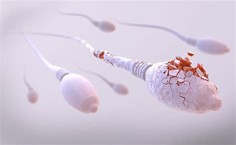 sperm quality testing los angeles ca semen analysis and fertility