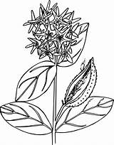 Milkweed Clipart Plant Clipground sketch template