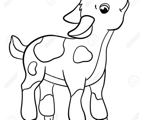 baby goat drawing sketch coloring page