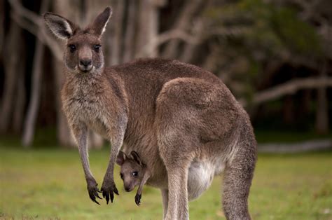 kangaroos facts information pictures  science