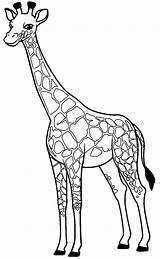 Girafa Giraffe Colorir Giraf Malvorlagen Ausmalbilder Svg Desenhar Dieren Poplembrancinhas sketch template