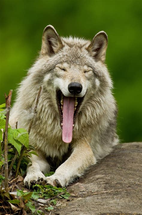 wolf boring time  gray wolf   energetic wolf  wolf pictures wolf love