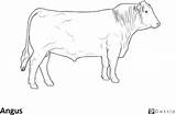 Angus Coloring Cow sketch template