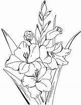 Adult Gladiolus Daffodils Sheets Thegraphicsfairy Iris sketch template