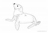 Robbe Ausmalbild Ausdrucken Seehund Malvorlage Pferd Einhorn Fohlen Reiter Besserbasteln sketch template