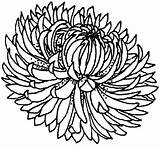Chrysanthemum Coloring Drawing Blooming Print Button Through Pages Getcolorings Getdrawings Grab Otherwise Could Welcome Right sketch template