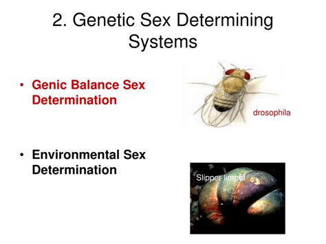 Ppt Sex Determination And Sex Linked Traits Powerpoint Presentation