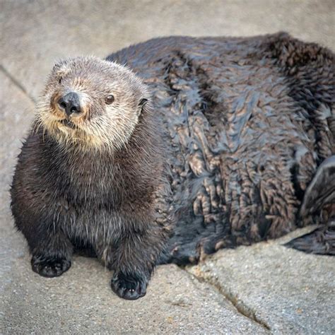 Monterey Bay Aquarium Apologizes For Otter ‘chonk’ Tweet
