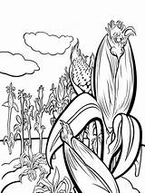 Corn Coloring Pages Plant Stalks Drawing Vegetables Kids Stalk Print Fun Color Drawings Recommended Getdrawings Paintingvalley Template sketch template