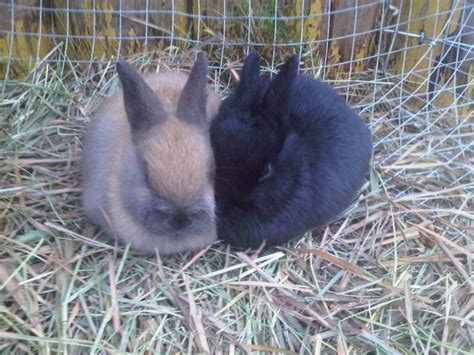 Year Of The Rabbit Brings New Threats To Rabbits At Uvic And In Bc