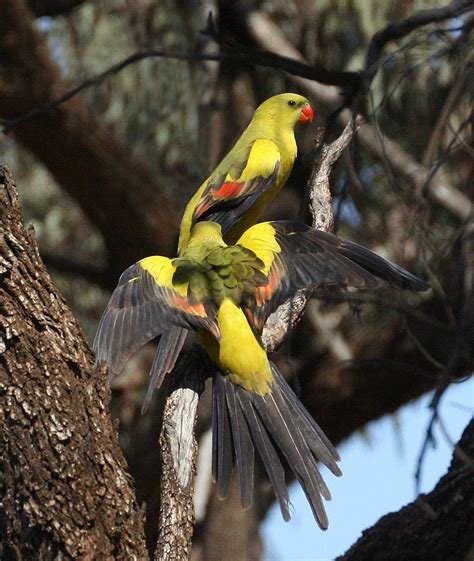 gallery threatened birds   mallee region australian geographic