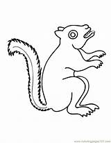 Coloring Squirrel Pages Walnut Color Printable Baby Kids Getcolorings Animal Squirrels sketch template