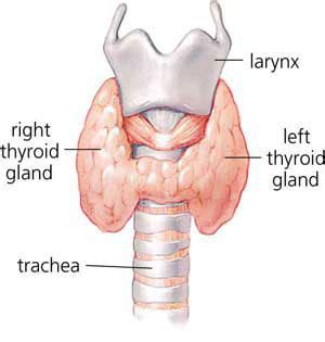 thyroid gland human anatomy