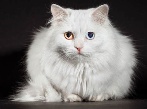 the turkish angora cat cat breeds encyclopedia