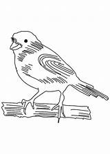 Canary Coloring Sketch Pages Bird Getcolorings Popular Color Printable sketch template