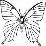 Kupu Sketsa Kolase Fluture Motyl Druku Papillon Vorlage Pola Motylek Kolorowanka Mewarnai Minunat Motyle Bunga Ogromny Schmetterling Kertas Pngwing Pngegg sketch template