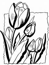Colorat Lalele Planse Flori Tulip Printemps Clopotel Tulips Visitar Bordados Coloriages sketch template