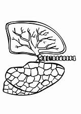 Coloring Lungs Edupics sketch template