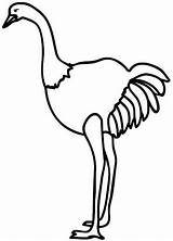 Avestruz Avestruces Ostrich Colorir Haz sketch template