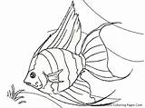 Coloring Tropical Archerfish Coloringhome sketch template