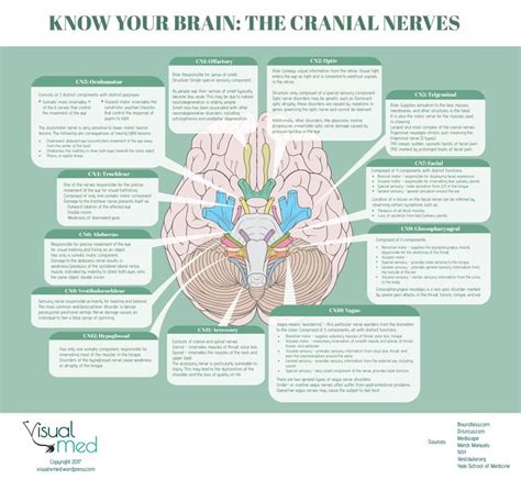 cranial nerves  amazing ways   mind blown cranial nerves