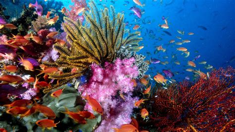 Coral Reef Full Hd Desktop Wallpapers 1080p
