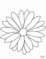 Chrysanthemum Crisantemo Crisantemi Designlooter Getdrawings Chrysanthemums Printmania sketch template