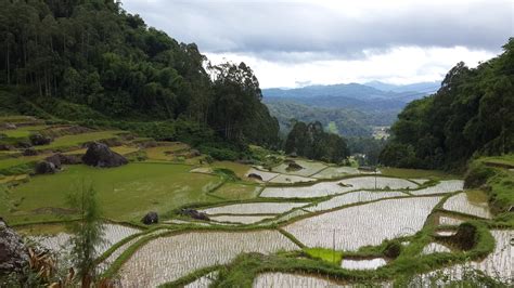 8 Best Indonesia Rice Terraces Authentic Indonesia Blog
