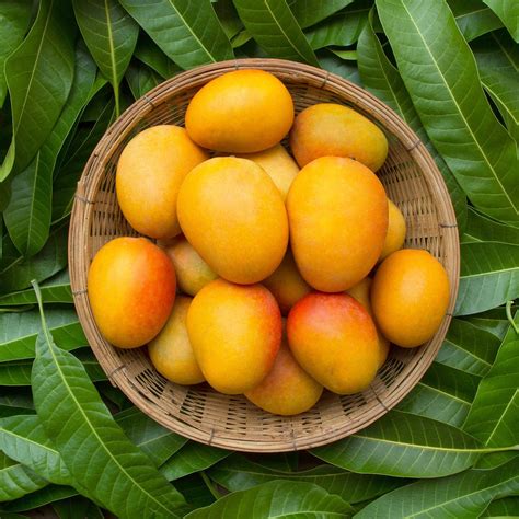 benefits  mango