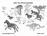 Coloring African Pages Grassland Animals Savanna Savannah Animal Safari Africa Printable Colouring Clipart Kids Habitat Template Food Sheets Adult Biome sketch template