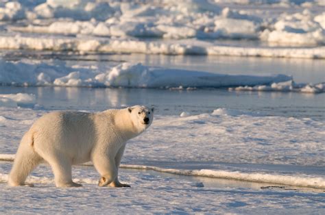 polar regions habitats wwf polar region polar bear facts habitats