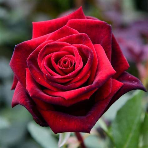 The Rose Of The Day Deep Secret A Large Flowering Hybrid