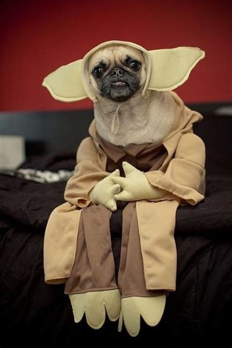 funny pug pictures crazecentral