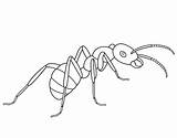 Ant Coloring Ants Pages Drawing Printable Line Clipart Kids Animal Drawings Cycle Life Children Picnic Getdrawings Insect Designlooter Easy Popular sketch template