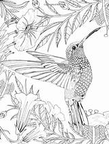 Coloring Pages Adult Hummingbird Mandalas Para Colorear Printable Imprimir Bird Colibri Colouring Book Adults Aves Imágenes Dibujos Daisy Colibrí Grown sketch template
