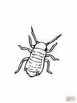 Coloring Aphid Pages Printable Drawing sketch template