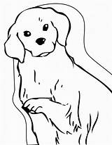 Retriever Puppy Easy Puppies Malvorlagen Coloringhome Einfache sketch template