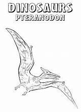 Pages Pteranodon Coloring Dinosaurs Coloringpagesonly sketch template