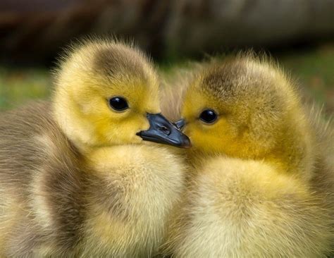 age   duckling  pictures pet keen