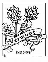 Coloring Vermont State Flower Pages Flag Printable Kids Flowers Map Getcolorings sketch template