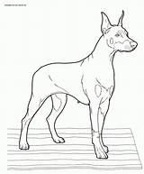 Doberman Lineart sketch template