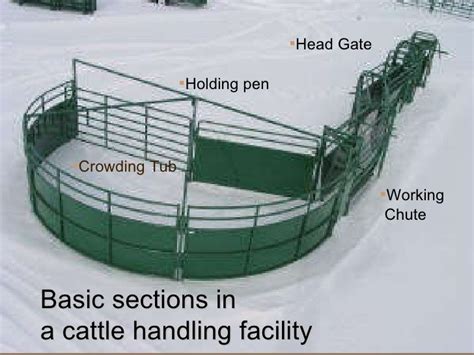 Tips For Creating Beef Cattle Handling Facilities Beef