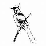Woodpecker Coloringbay sketch template