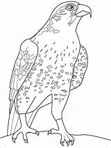 Falke Ausmalbilder Falcon Ausmalen Bird Coloring Zum Bilder Malvorlagen Kostenlos Von Pages Kids Vogel Netart Ausdrucken Malvorlage Visit Monster High sketch template