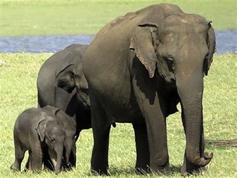Elephant Twins In Sri Lanka Double The Joy Sri Lanka Rangers Spot