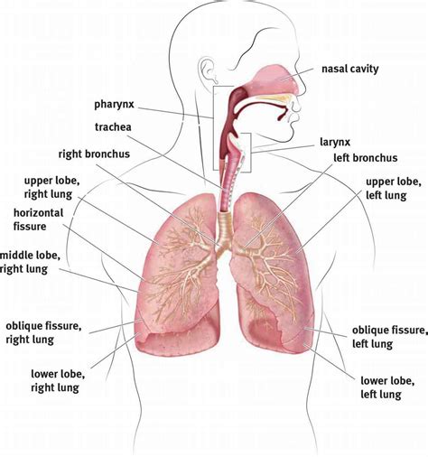 anatomy  mechanism  breathing  respiratory system mcat